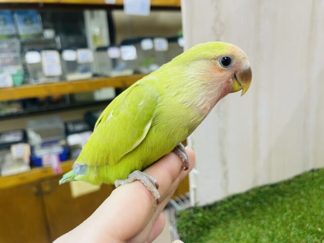 コザクラインコ（小桜インコ）