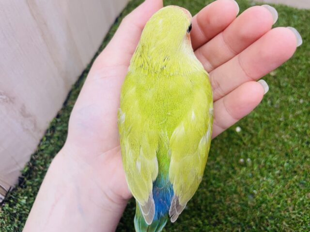 コザクラインコ（小桜インコ）