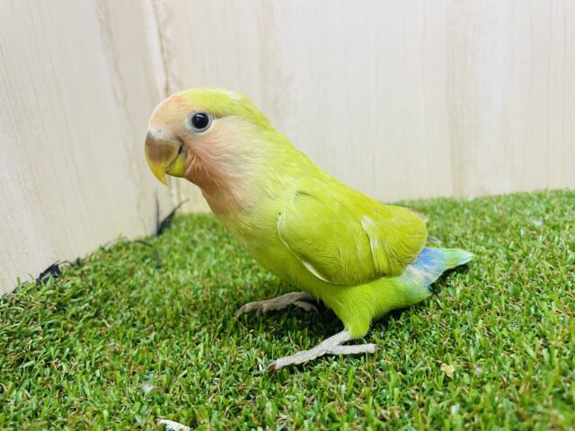 コザクラインコ（小桜インコ）