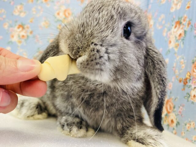 最強のかわいさ💖愛おしすぎるロップイヤーラビットさん(グレー)､男のコ🐾