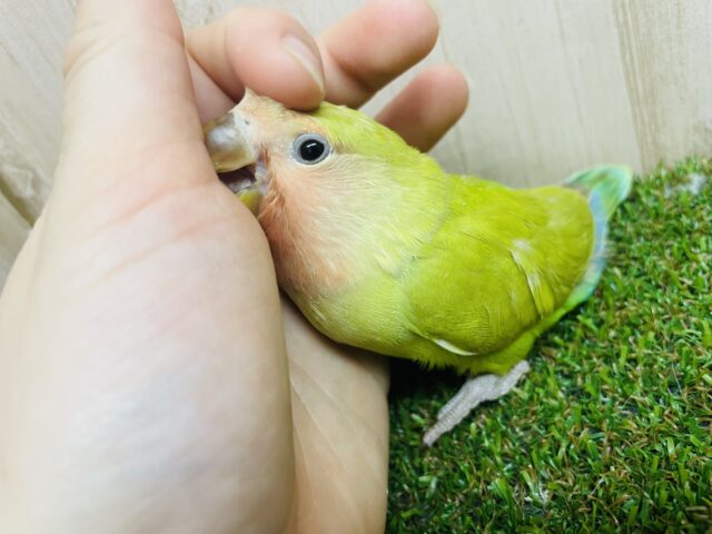 コザクラインコ（小桜インコ）