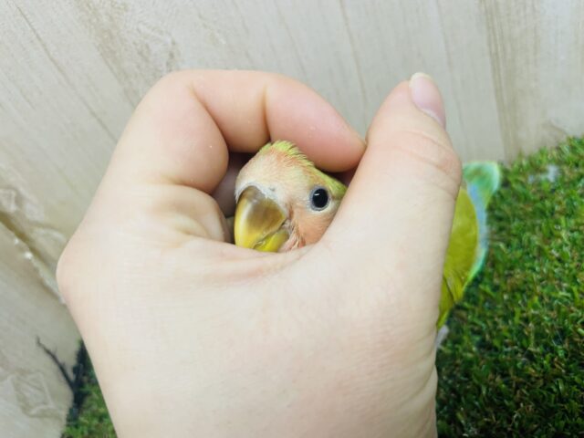 コザクラインコ（小桜インコ）