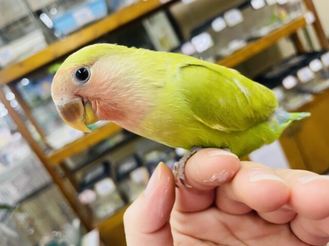 コザクラインコ（小桜インコ）