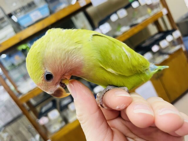 コザクラインコ（小桜インコ）