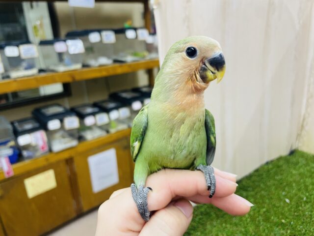 コザクラインコ（小桜インコ）