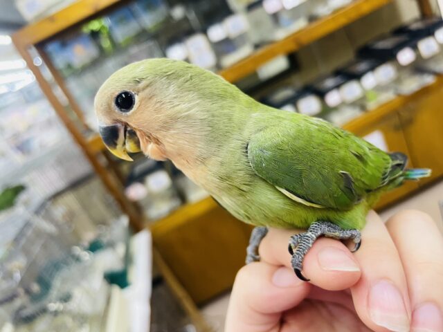 コザクラインコ（小桜インコ）