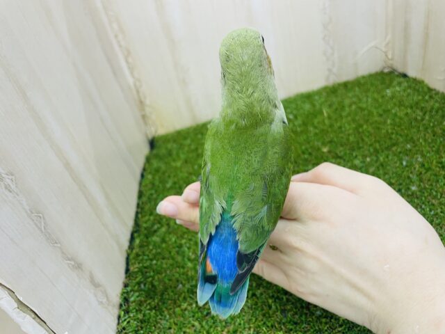 コザクラインコ（小桜インコ）