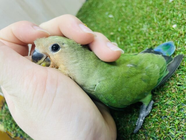 コザクラインコ（小桜インコ）