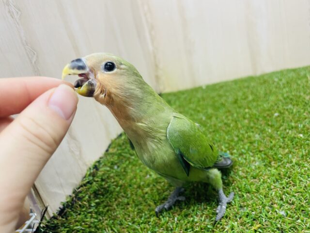 コザクラインコ（小桜インコ）