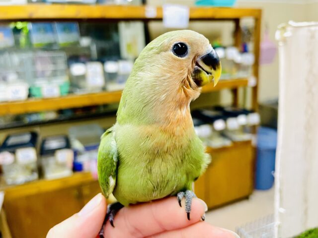 ホヤホヤ1人餌🎵最新画像になりますよ💫気丈に結構振る舞いながら〜〜〜🍀🍊🍀🍊　コザクラインコ　ノーマル