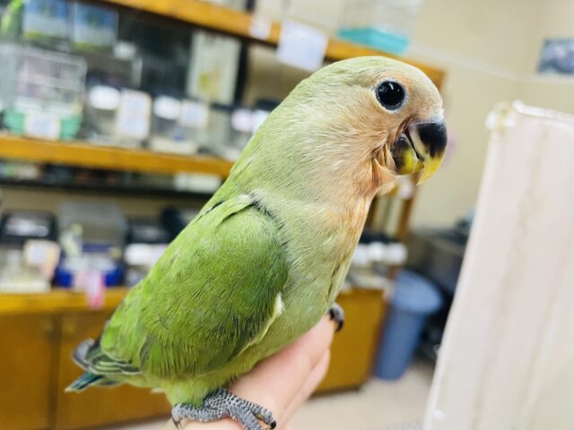 コザクラインコ（小桜インコ）