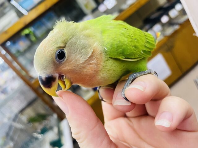 コザクラインコ（小桜インコ）