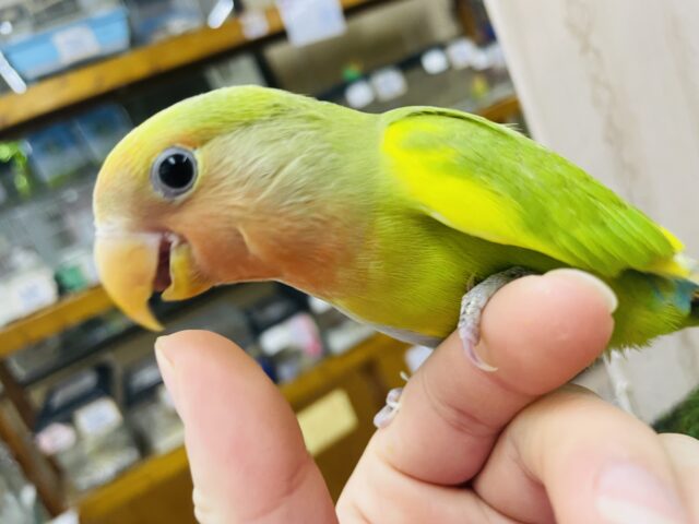 コザクラインコ（小桜インコ）