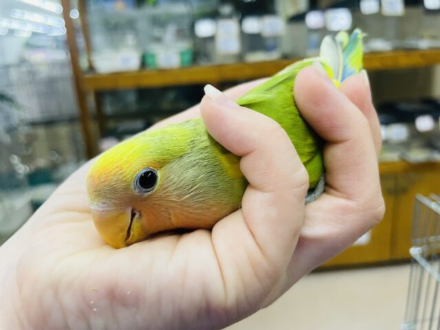 コザクラインコ（小桜インコ）