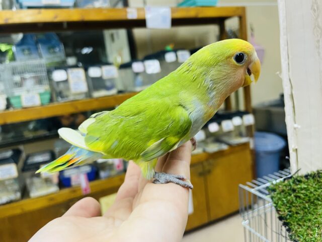 コザクラインコ（小桜インコ）