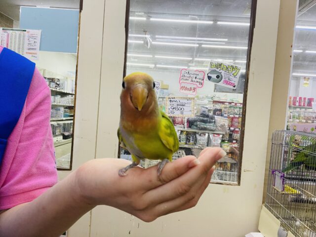 コザクラインコ（小桜インコ）