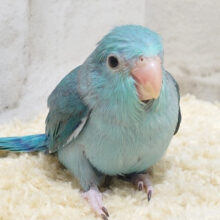 幸せの青い鳥💙マメルリハ(ブルー) 女の子