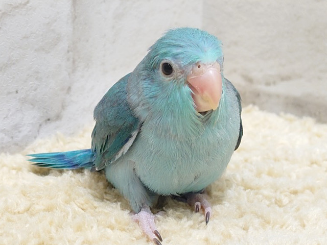幸せの青い鳥💙マメルリハ(ブルー) 女の子