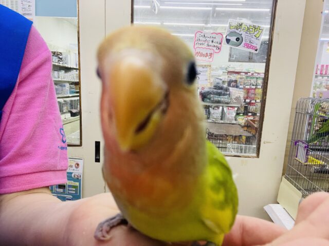 コザクラインコ（小桜インコ）