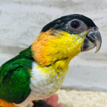 控えめな甘え方が魅力です♪ズグロシロハラインコ ヒナ