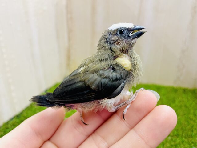 最新画像になりますよ～🎵お久しぶりのおチビちゃんズズズ💓🐦🐦　十姉妹