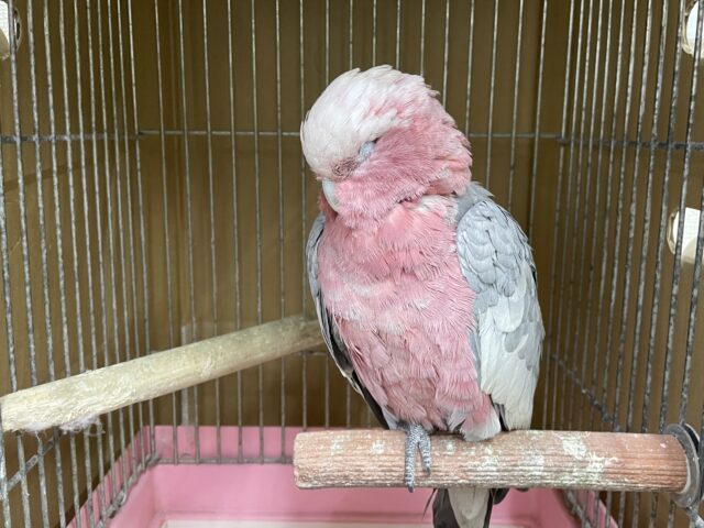 モモイロインコ