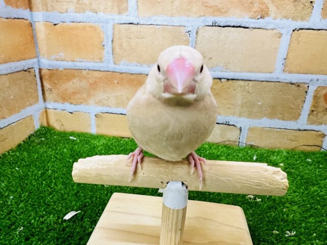 シナモン文鳥