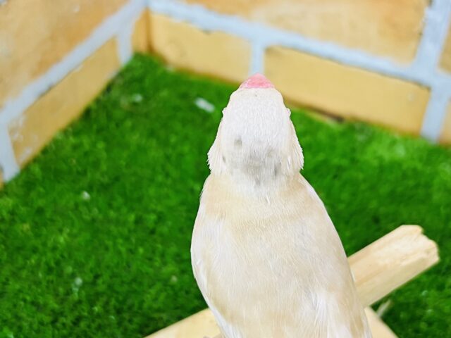 シナモン文鳥