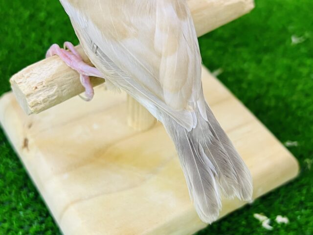 シナモン文鳥