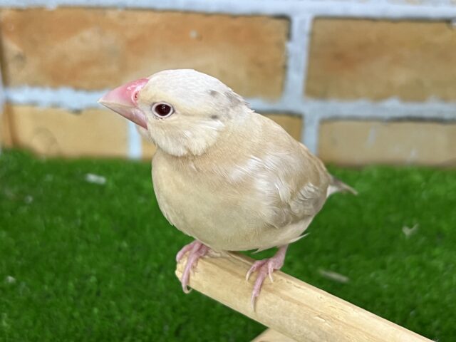 シナモン文鳥