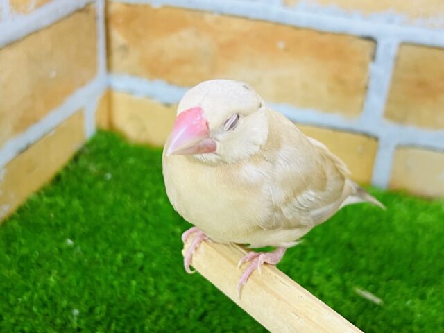 シナモン文鳥