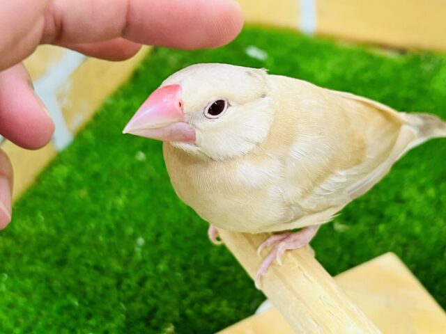 画像更新☆ちゅるんちゅるん🎶シナモン文鳥さんです☆