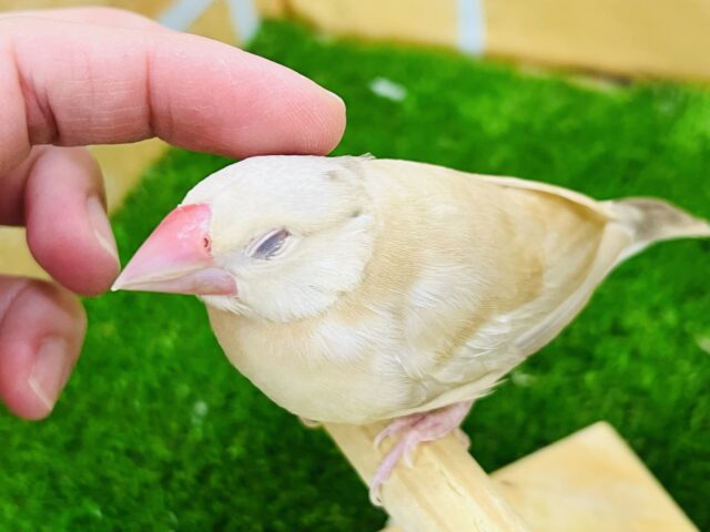 シナモン文鳥