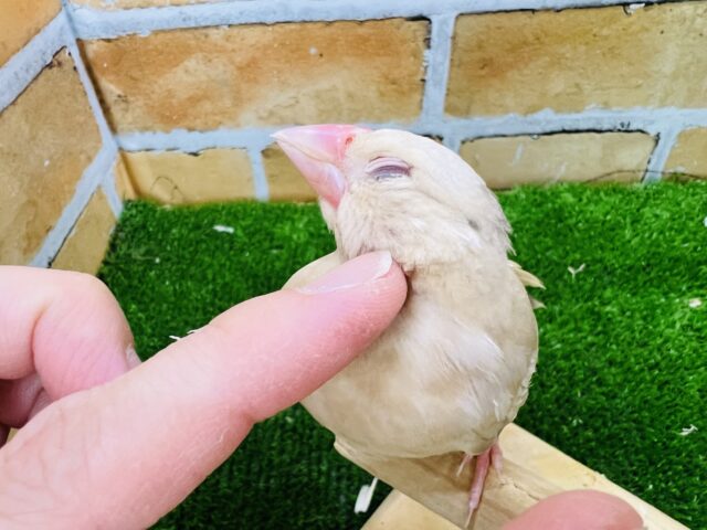 シナモン文鳥