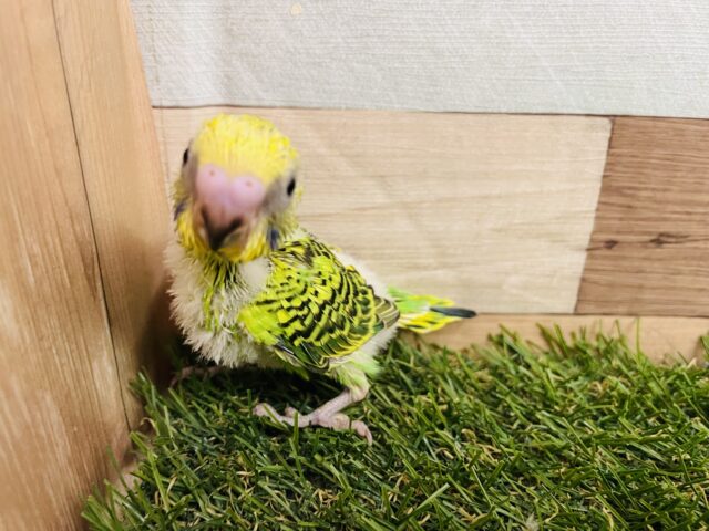 セキセイインコ