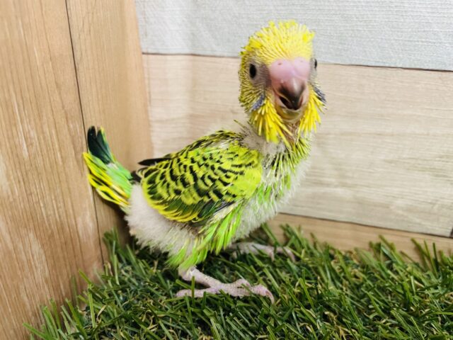 セキセイインコ