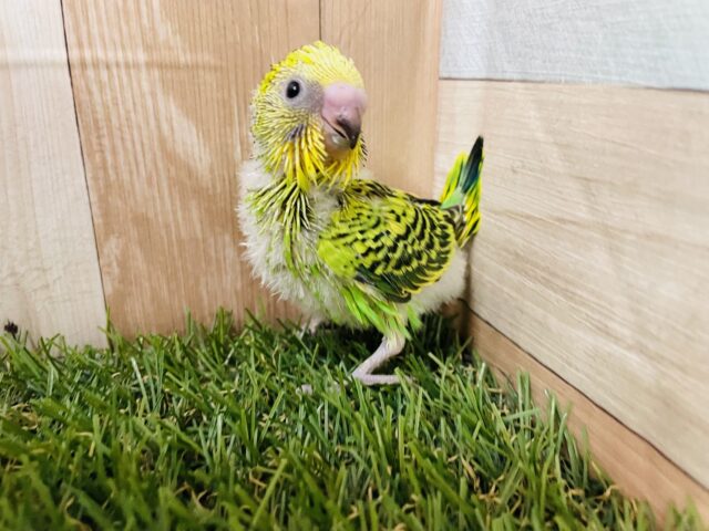 セキセイインコ