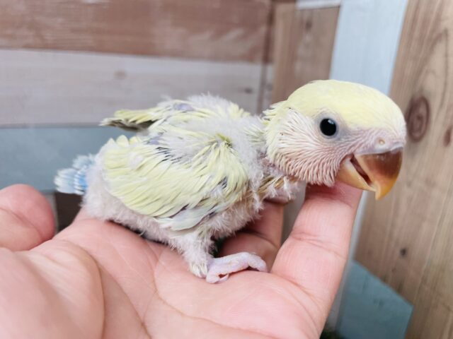 コザクラインコ（小桜インコ）