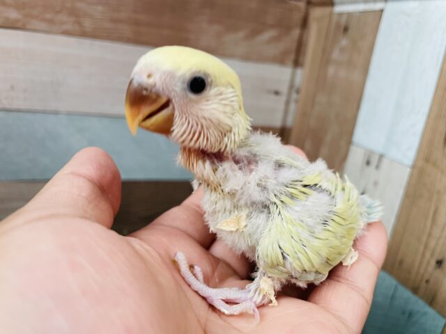 コザクラインコ（小桜インコ）