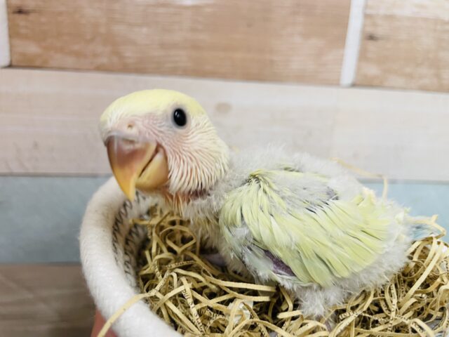 コザクラインコ（小桜インコ）