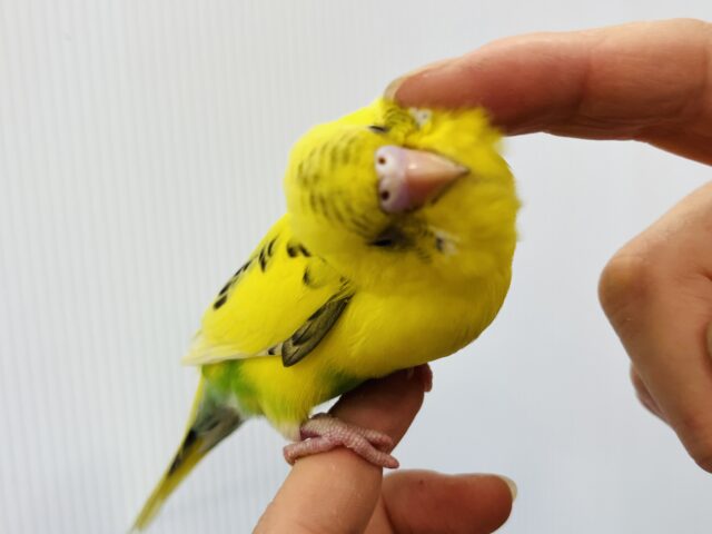 セキセイインコ