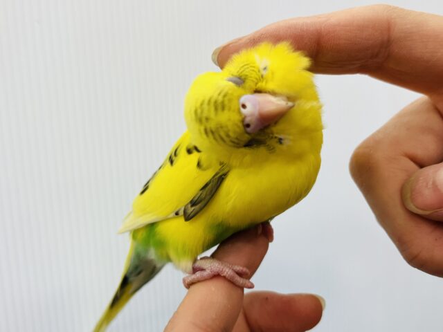 セキセイインコ