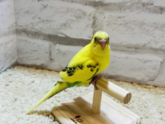 セキセイインコ