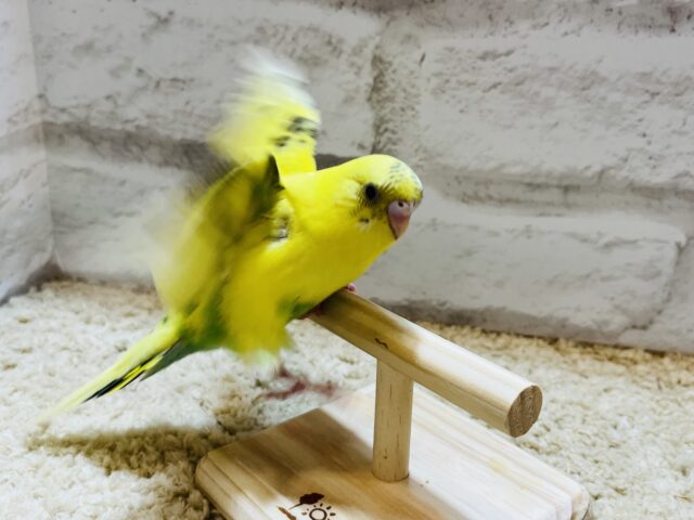 セキセイインコ