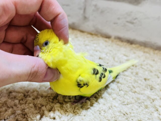 セキセイインコ