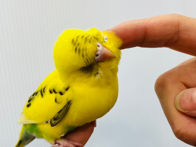 【最新画像更新🪄あと1羽です‪☆】セキセイちびーず大集合‪☆‪☆‪☆セキセイインコ ヒナ