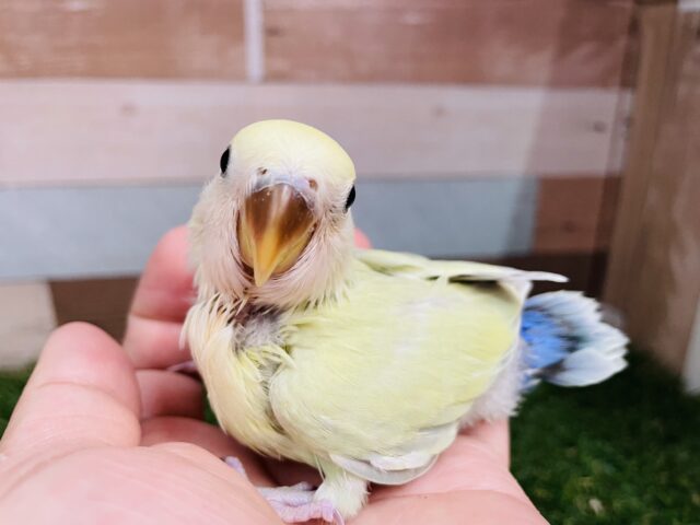 最新画像あります✨明るく優しいお色ですぅ〜♪コザクラインコのシナモン系！！