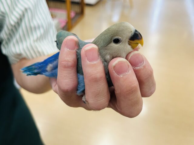 コザクラインコ（小桜インコ）