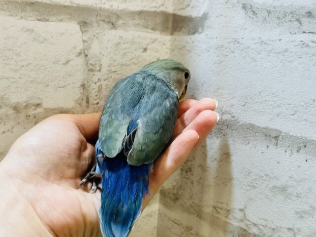 コザクラインコ（小桜インコ）