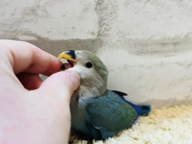 コザクラインコ（小桜インコ）